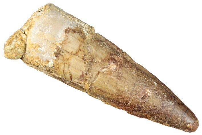 Fossil Spinosaurus Tooth - Real Dinosaur Tooth #269156